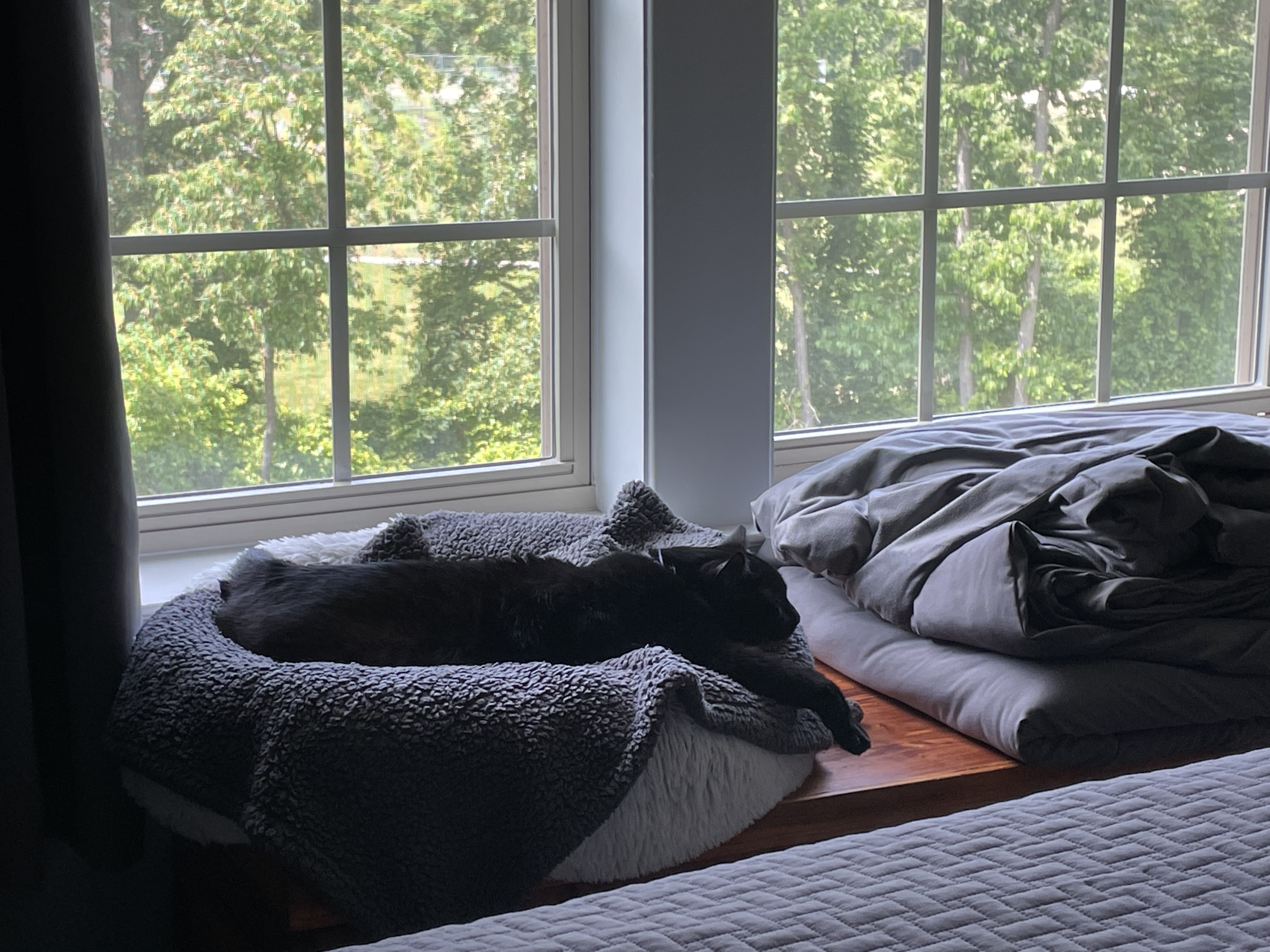 cat sleeping in cat bed