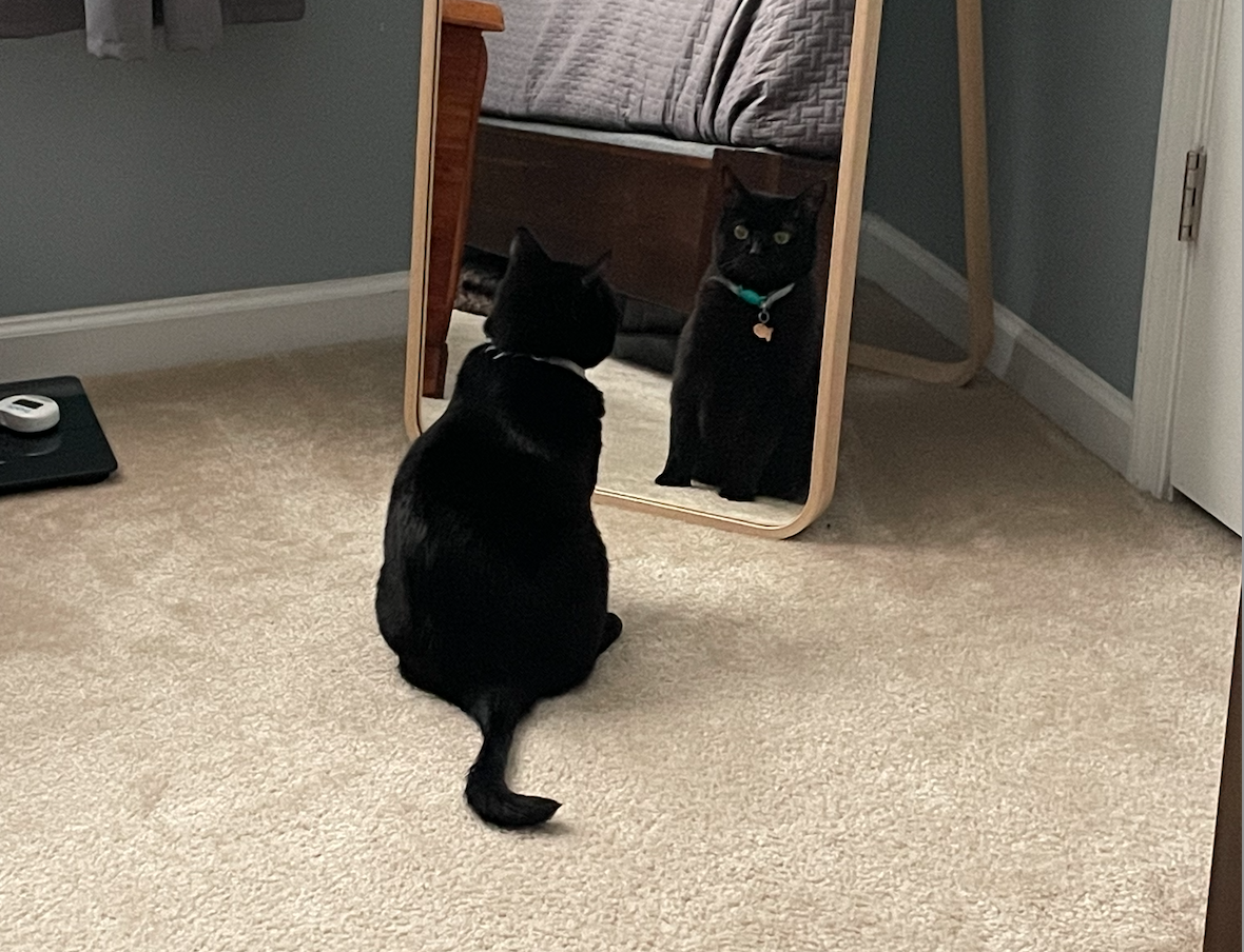 Cat staring at self in mirror