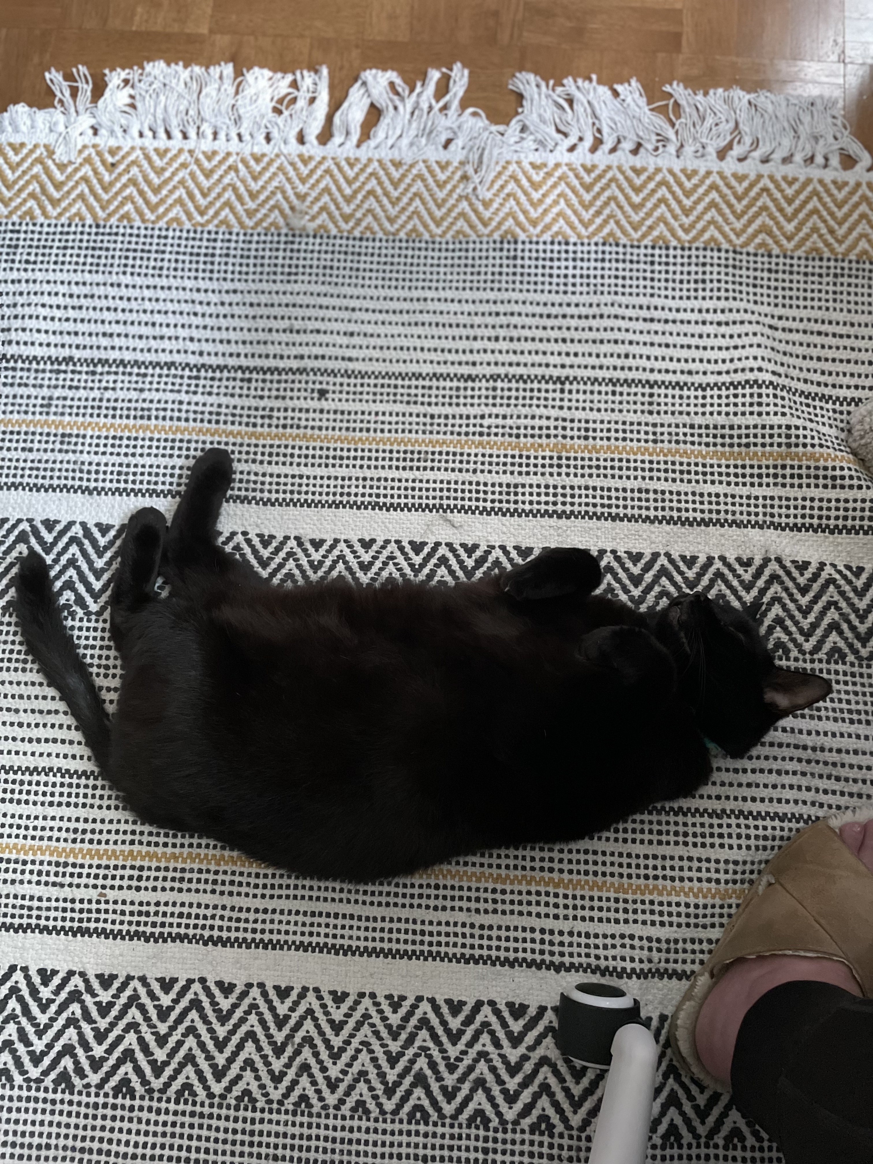 cat napping on rug