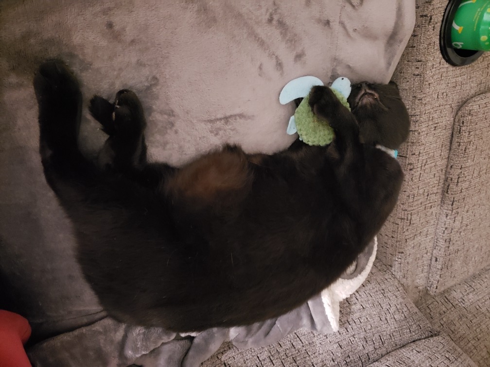 cat napping with toy turtle