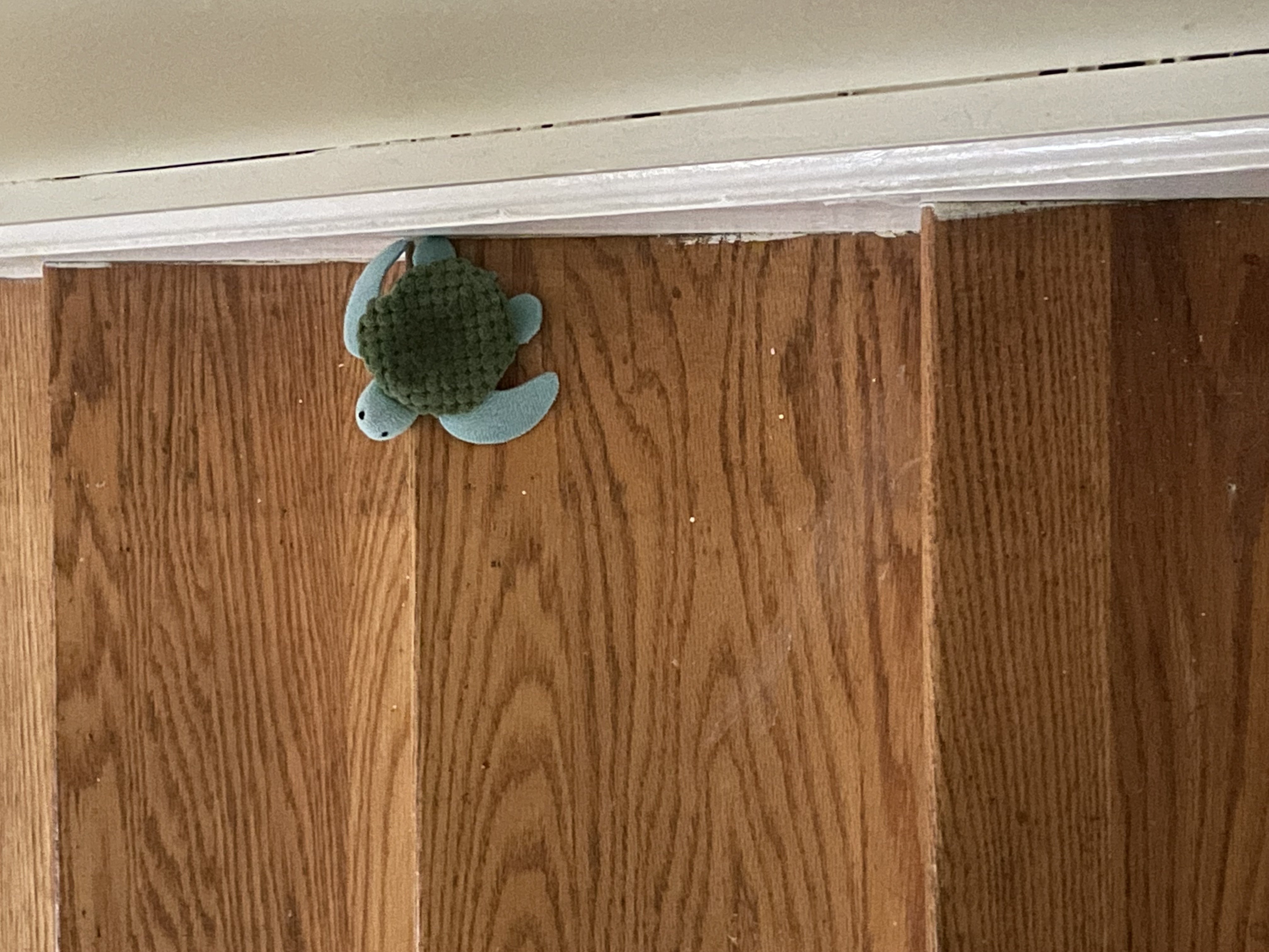 a turtle cat toy